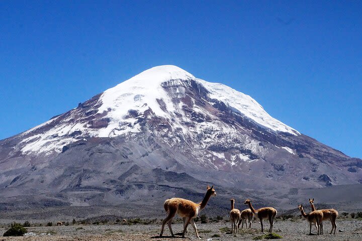 Full-Day Hiking Experience of Chimborazo Volcano with Lunch image