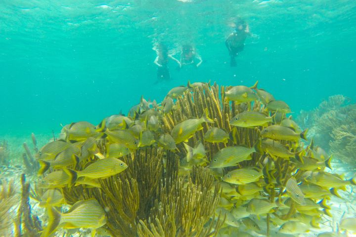 Private Reef Snorkeling in Puerto Morelos image