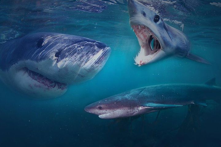 Shark Cage Diving Cape Town image