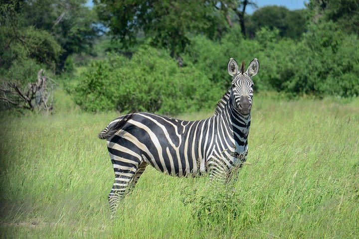 2 Days 1 Night Game drive Saadani National Park Fly from Zanzibar image