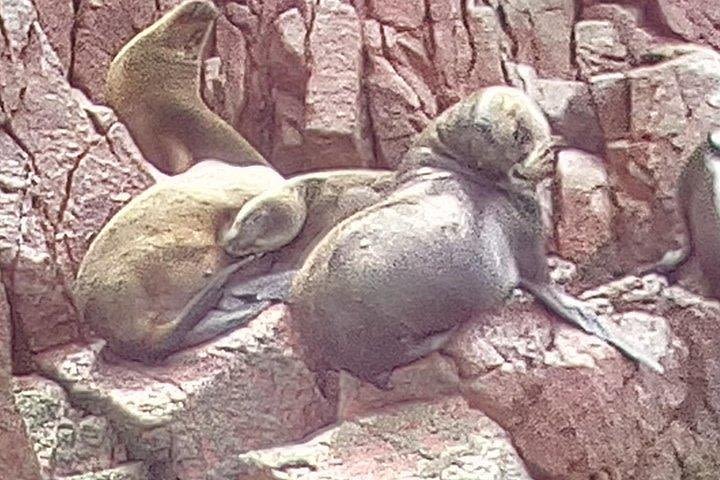 Ballestas Islands & Candelabro Tour image