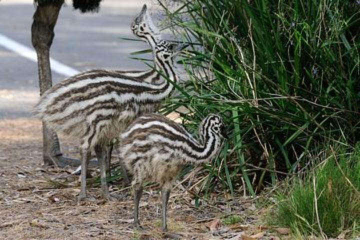 Towerhill Wildlife Tour image