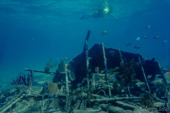 Snorkel and Island Visit from Coconut Grove image