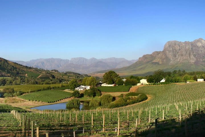 Winemaker-Led Private Wine Tasting Tours from Franschhoek image