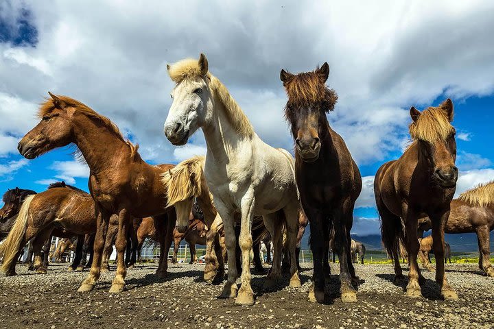 Viking Horse Riding and Golden Circle Tour from Reykjavik image