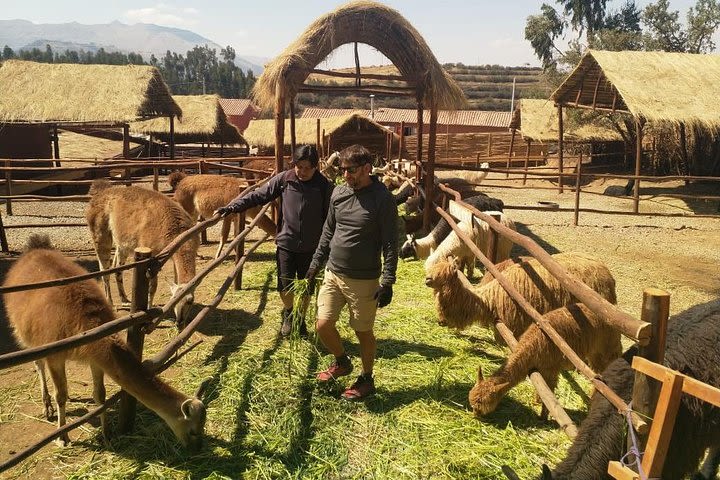 Alpaca Exhibition & Andean Ritual Offering (2 hours) image