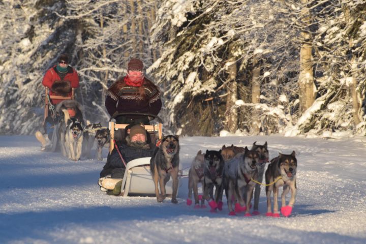 Alaskan Dog Sledding Adventure image