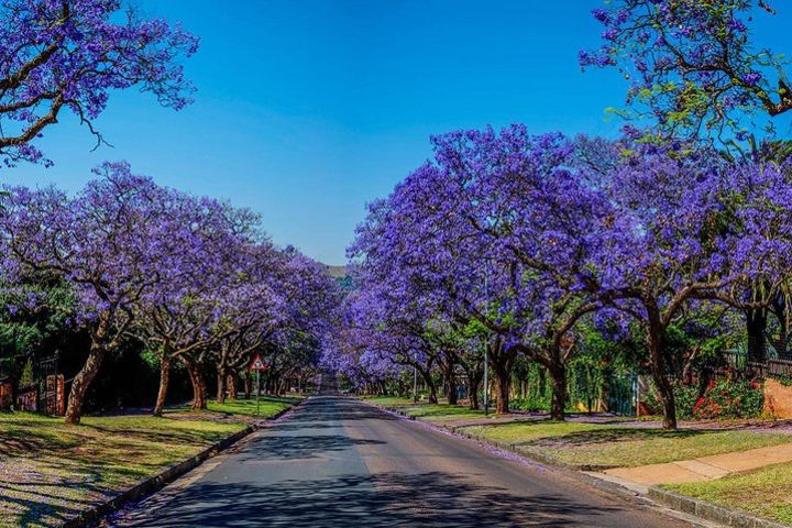 Half Day Pretoria City Tour image