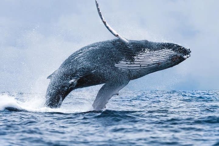Whale Watching Boat Trip in Hermanus image