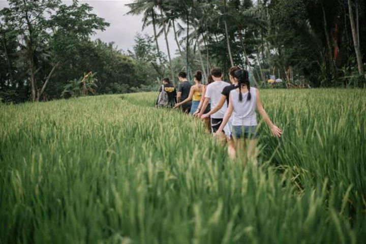 Best of Ubud Trekking and Jungle Swing With Lunch - Ubud, Indonesia image