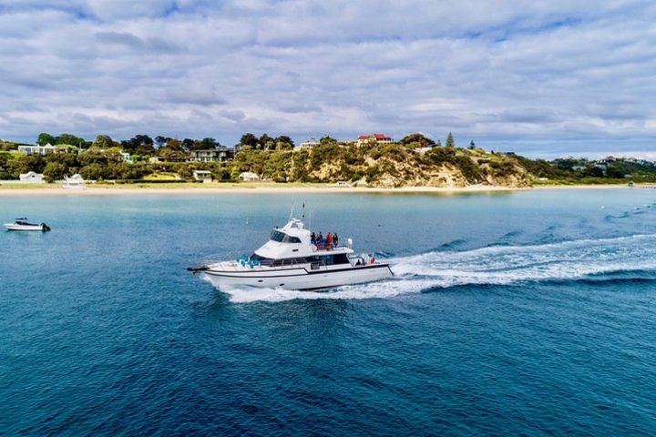 3-Hour Dolphin and Seal Sightseeing Cruise, Mornington Peninsula image