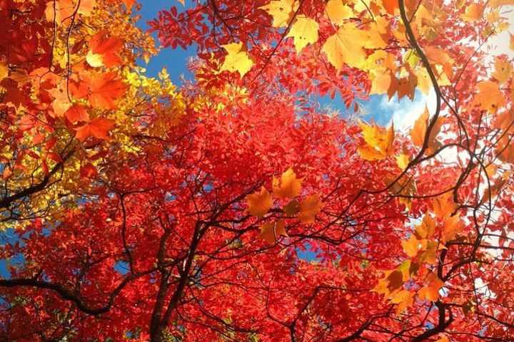 Fall Color Tour in the Smoky Mountains image