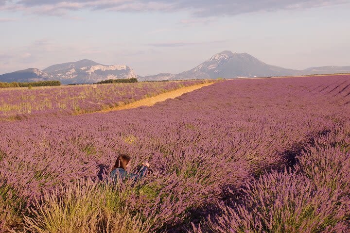 Sunset Lavender Tour in Valensole with pickup from Marseille  image