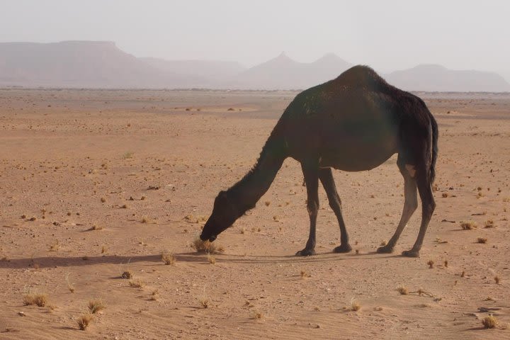 3 days desert from Marrakech to Fes with a Luxury Camp stay in the desert image