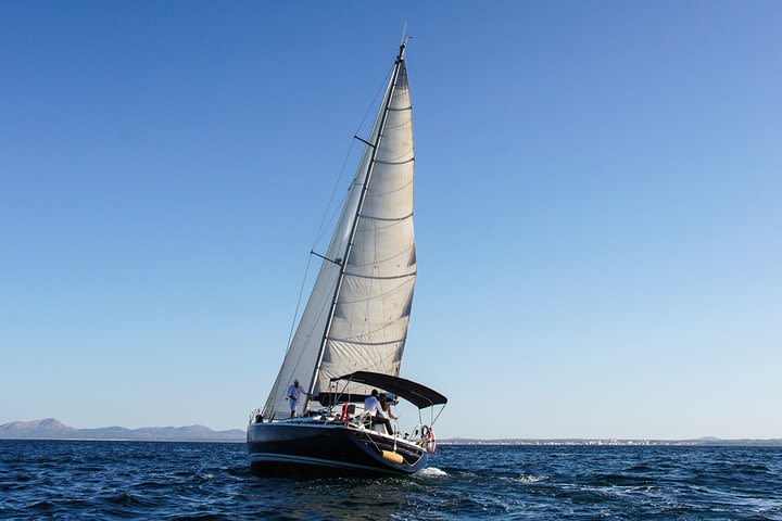 Dolphin tour with sailing yacht image