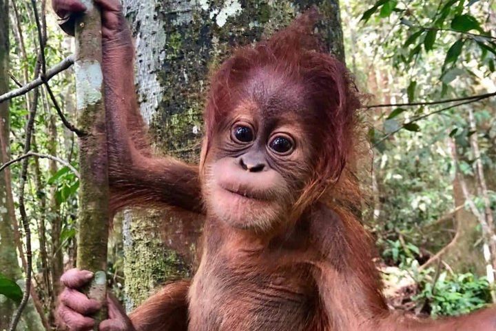 Two days orangutans adventure in Gunung Leuser  image