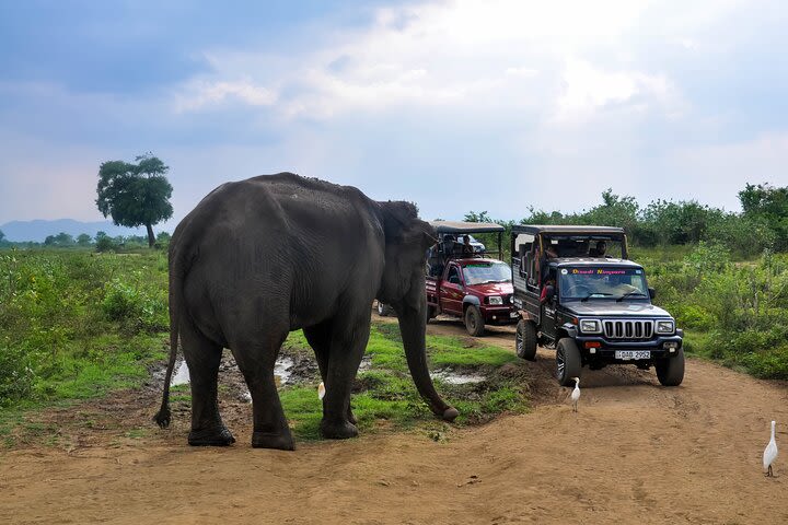 Udawalawe National Park Safari from Galle image