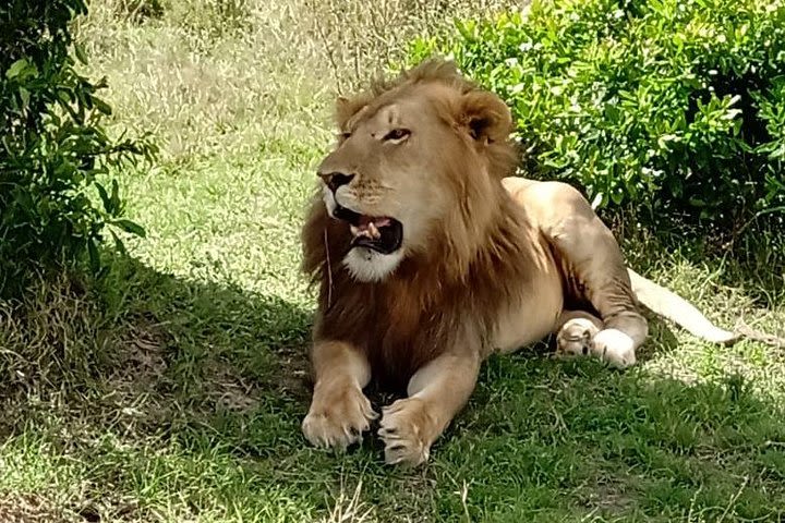 Day Trip To Amboseli National Park From 0500hrs(am) to 1900hrs(pm). image