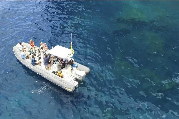 SEA SAFARI TENERIFE. Puerto Colon. Los Gigantes. Masca. Dolphines bladefish image