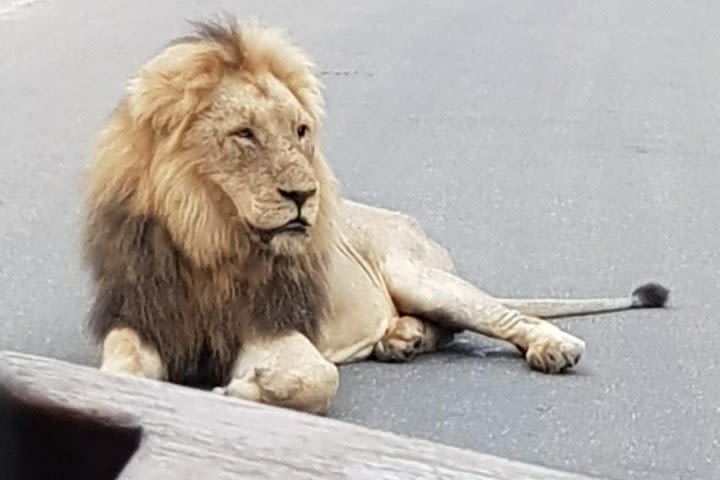 Classic Kruger National Park 3 or 4 day. image