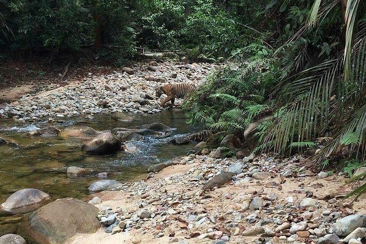 Day Tour + Nite Jungle Walk at Rainforest Taman Negara  image