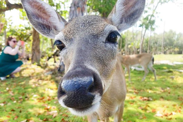 Florida Keys Nature & History Tour from Key West image