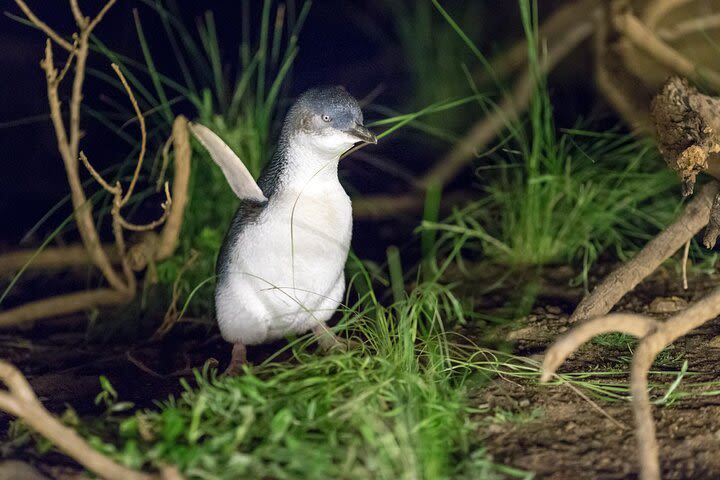 Phillip Island Penguin and Koala Highlights Day-Trip from Melbourne image