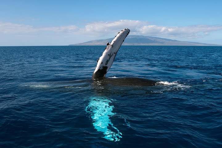 Maui Whale Watching and Snorkeling Tour from Ma'alaea Harbor image