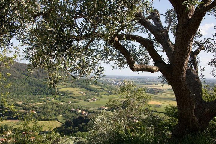 From Venice Olive Oil & Wine in the Euganean Hills image