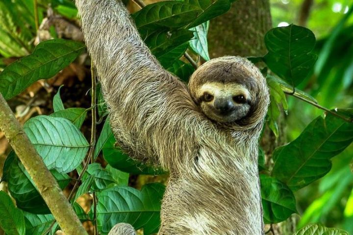 Manuel Antonio Park Nature Guided Tour image