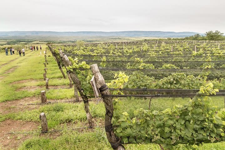 Wine Tour Privado - Calamuchita image