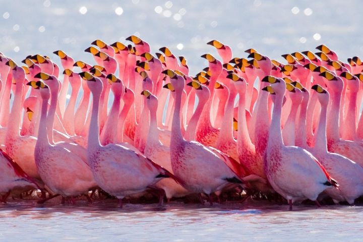 Laguna del Toro Flamingo-Watching 4WD Tour image