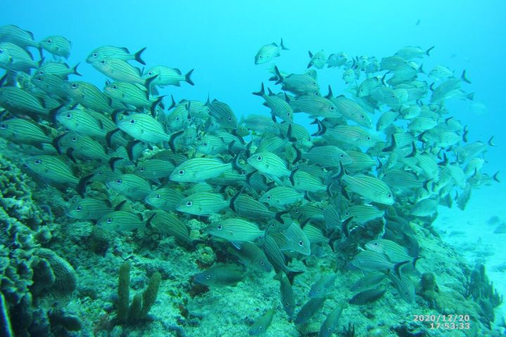 2 Tanks dive for certified divers in Playa del carmen reef image