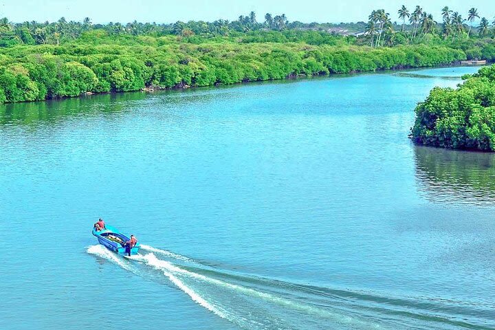 Muthurajawela Bird Watching Tour from Negombo / Colombo image