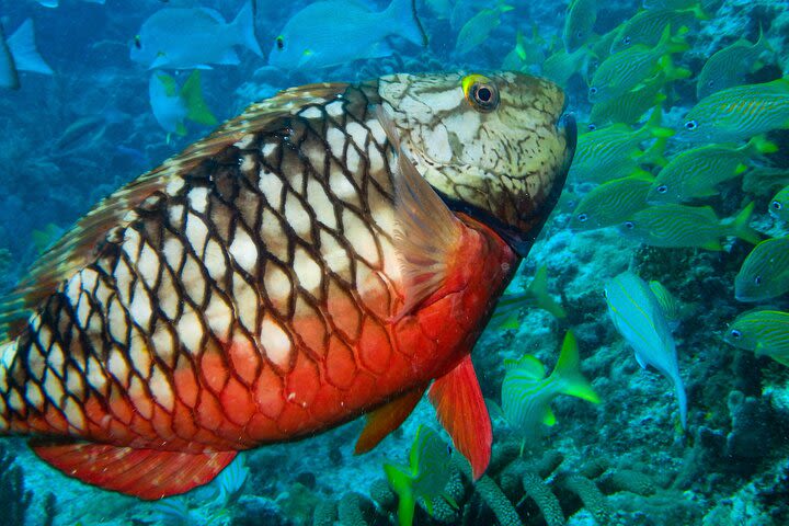 Snorkel at El Farito - The Lighthouse Reservation image