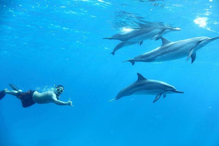 Over Night Swim with Dolphin in Sataya Reef Sea Trip With Transfer - Marsa Alam image