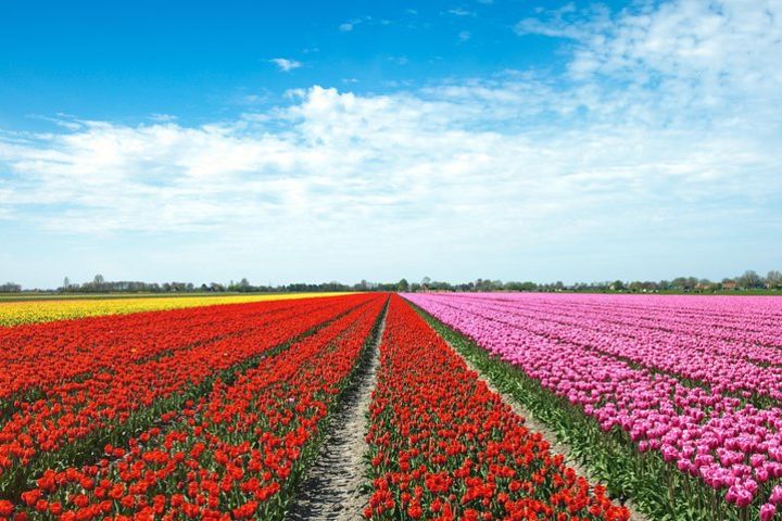 Tulip Fields of Holland tour Seasonal image