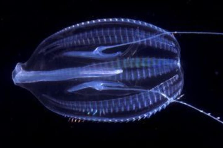 Florida Bioluminescent Comb-Jellyfish Tour | Haulover canal ( Titusville) image