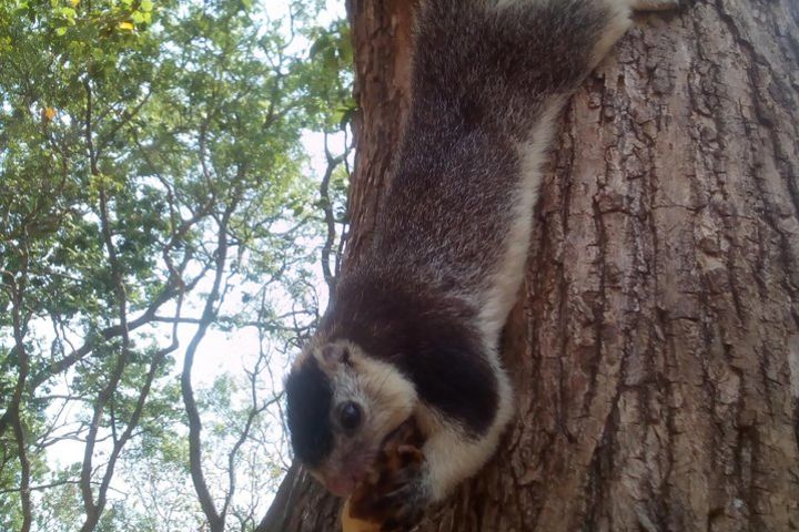 Private Half Day safari at Yala National park image