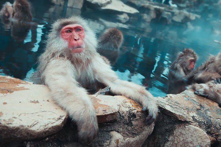 (Jan-15 Only) From Hakuba & Nagano: Snow Monkeys & Nozawa Fire Festival Tour image