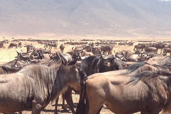 4 Days Private Safari, Ngorongoro Crater, Tarangire & Lake Manyara Park image