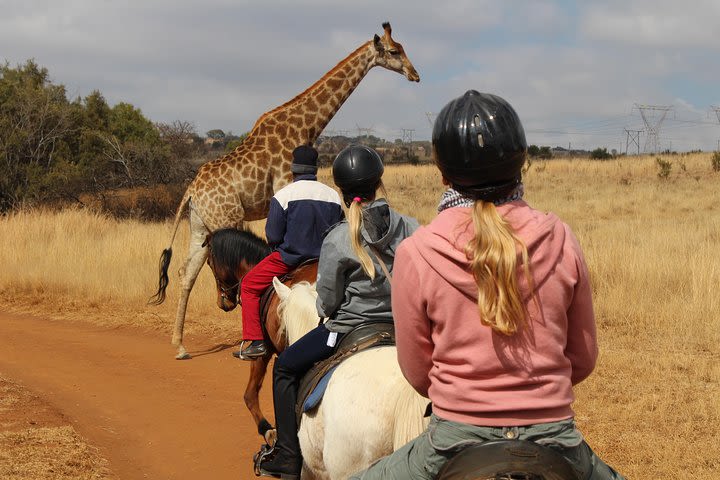 Horseback Safari image