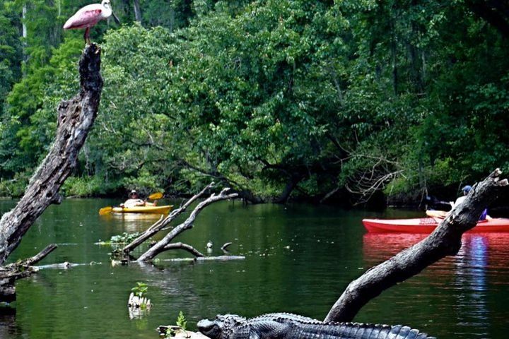 10 Mile Wekiva River Paddle from Wilson's Landing to Highbanks image