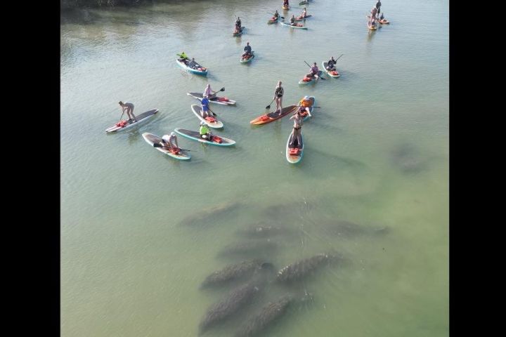 New Smyrna Dolphin and Manatee Kayak Adventure image