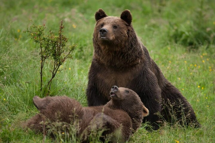 Bran - Dracula's Castle and Libearty Bear Sanctuary in One Day Tour  image