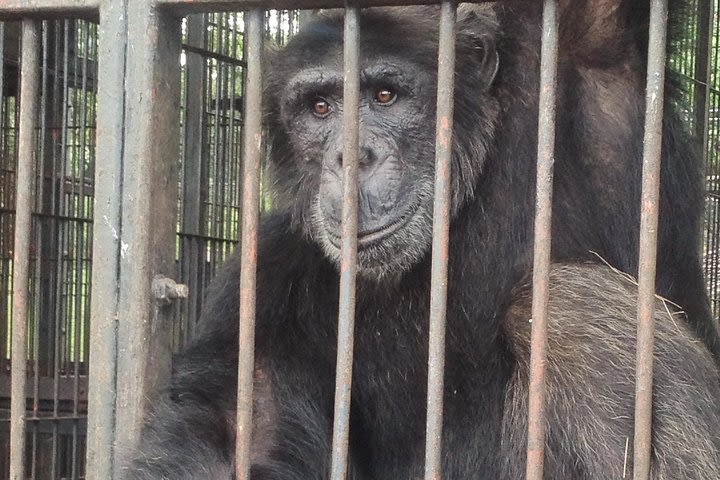 Chimpanzee Island Day Escape image