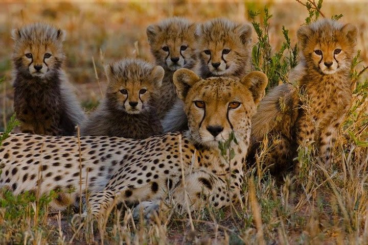 7 days TARANGIRE , LAKE MANYARA,  SERENGERTI , NGORONGORO CRATER LAKE EYASI image