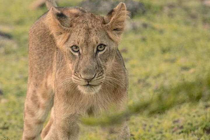 4days Luxury Safari Serengeti and Ngorongoro Crater  image