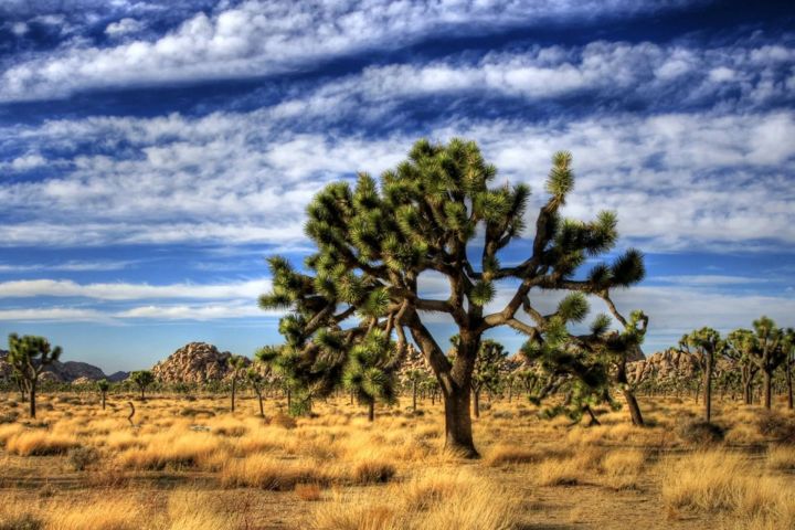 Joshua Tree National Park Tour image