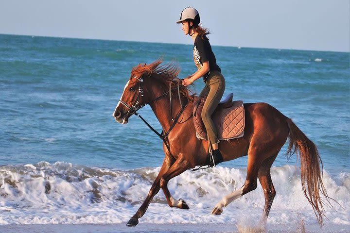 Horse riding or Camel riding - 2 hours - Hurghada image